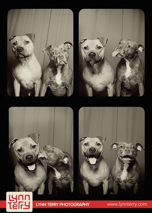 pit-bulls-photo-booth-cute-dogs-1