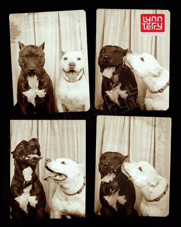 pit-bulls-photo-booth-cute-dogs-2