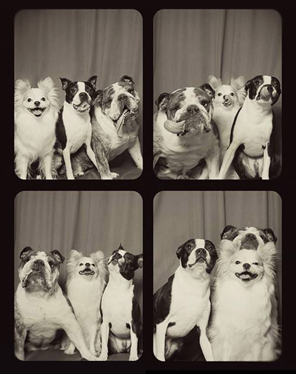 pit-bulls-photo-booth-cute-dogs-3