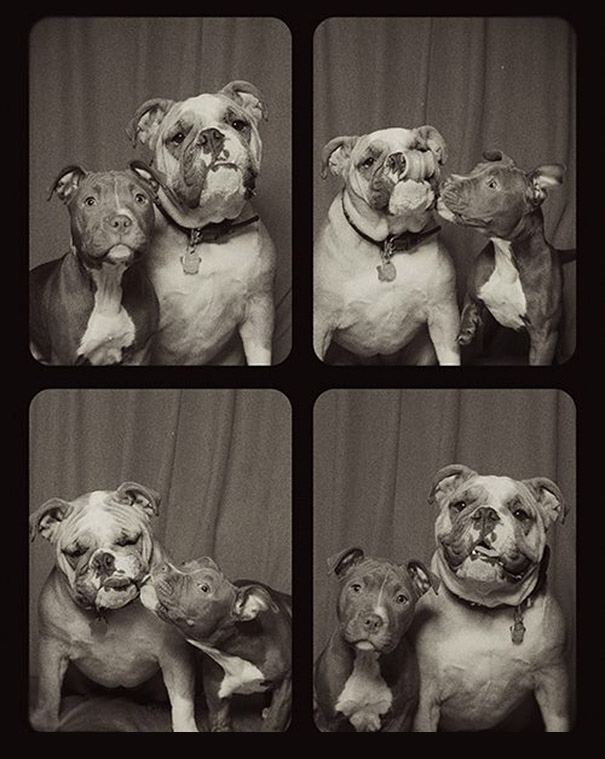 pit-bulls-photo-booth-cute-dogs-6