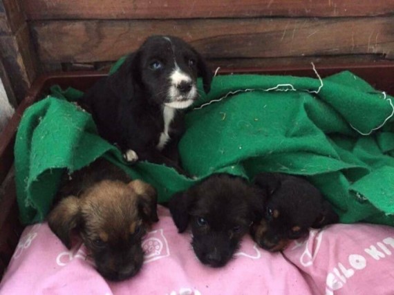 Founder of Juliana's Animal Sanctuary, Juliana Castañeda, found four puppies alone in the woods and took them in.