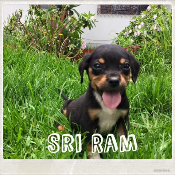 On a trip to the U.S., Juliana managed to find forever homes for three of the four pups. Only a puppy named Sri Ram remained.