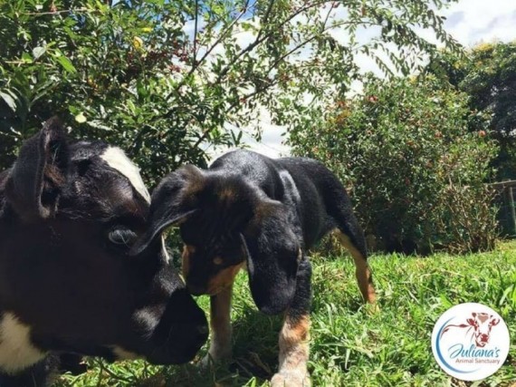 Bernie the cow was rescued from slaughter to live at the sanctuary. And it was love at first sight for Sri Ram and Bernie.