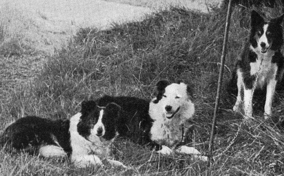 03-extinct-dog-breeds