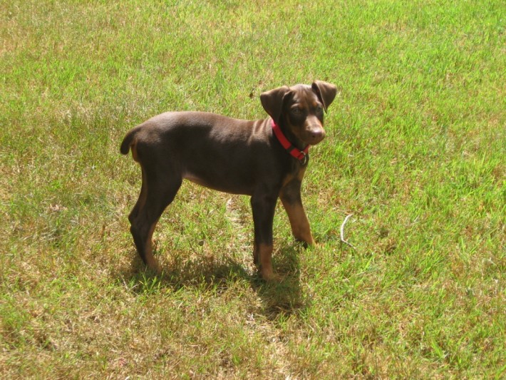 04-doberman-facts