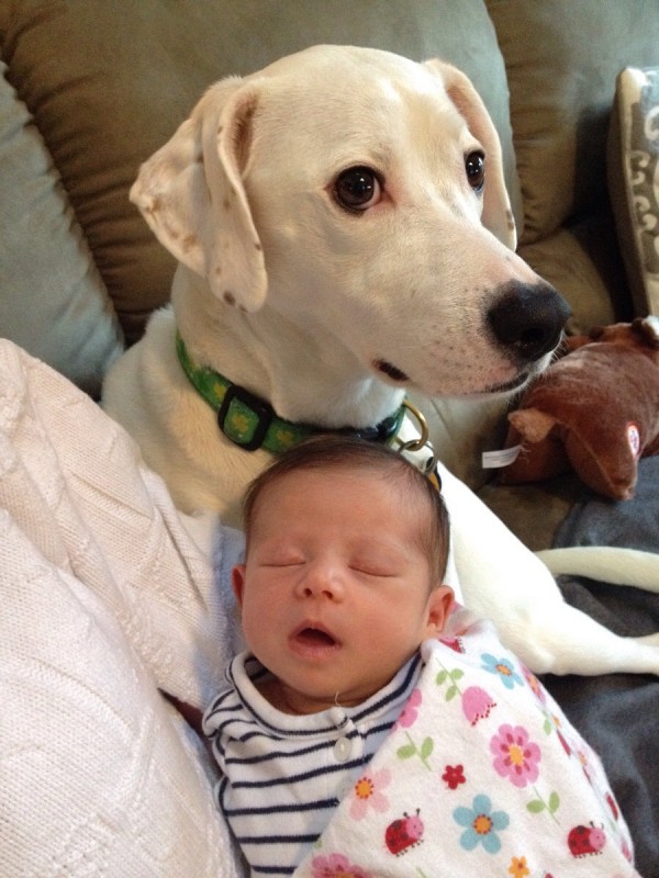 04-dogs-with-babies