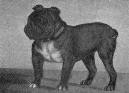 06-extinct-dog-breeds
