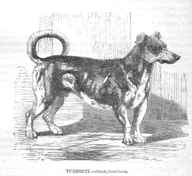 08-extinct-dog-breeds