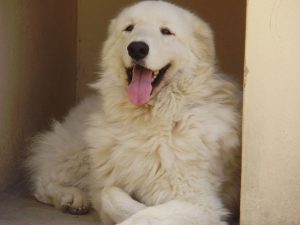 1024px-kuvasz_prince_napoelao_1