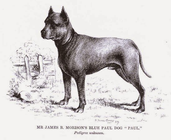 14-extinct-dog-breeds