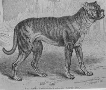 15-extinct-dog-breeds