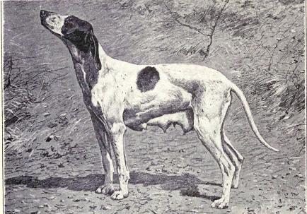 16-extinct-dog-breeds