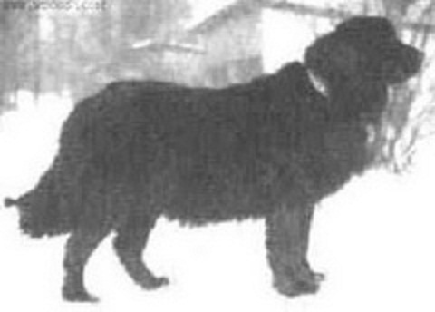 17-extinct-dog-breeds