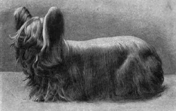 20-extinct-dog-breeds