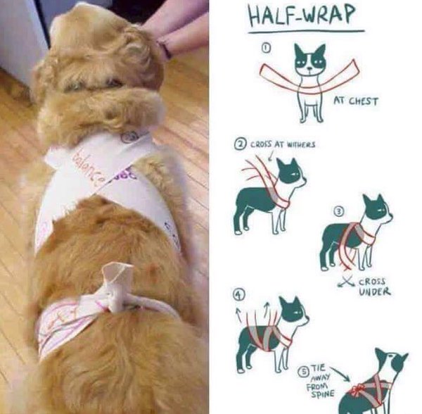 1-diy-wrap-dog