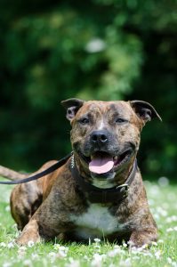 american-staffordshire-terrier-672699_1280