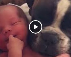 Boxer Dog Snuggles Up To Her New Human Baby Brother