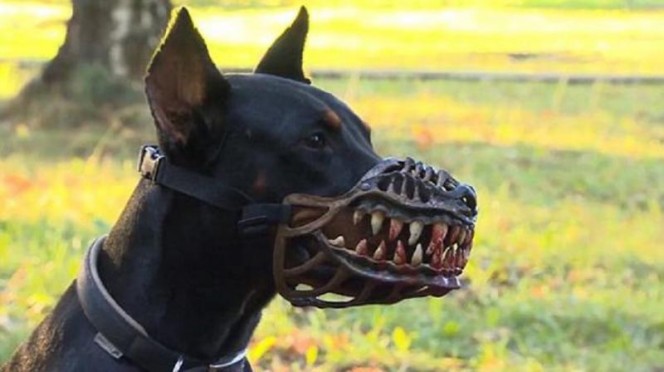 aggressive doberman puppy