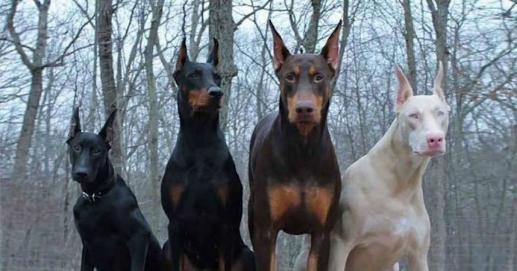 Fascinating Facts Most People Don’t Know About Dobermans