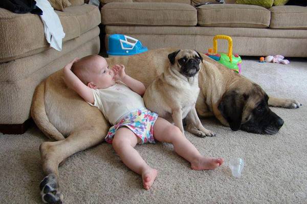 mastiff