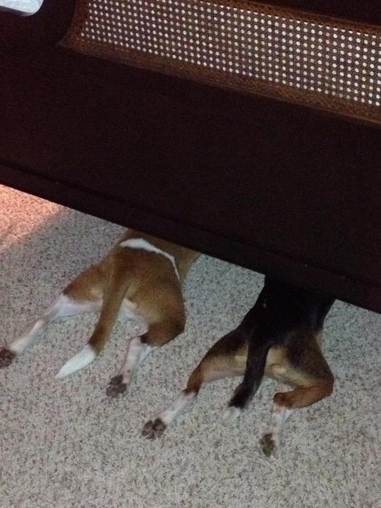 dogs-under-bed