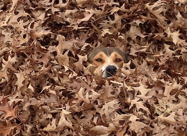 dog-in-leaves1-e1448910239718