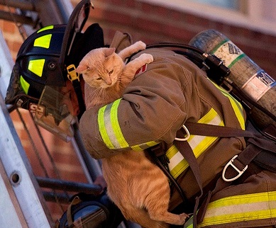 save-cat-on-ladder