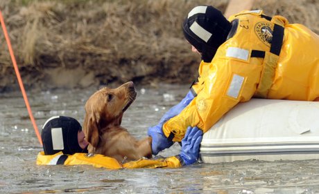 dog-life-boat