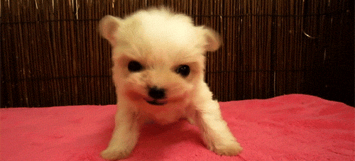 tiny_cute_puppies_25