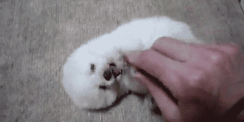tiny_cute_puppies_26