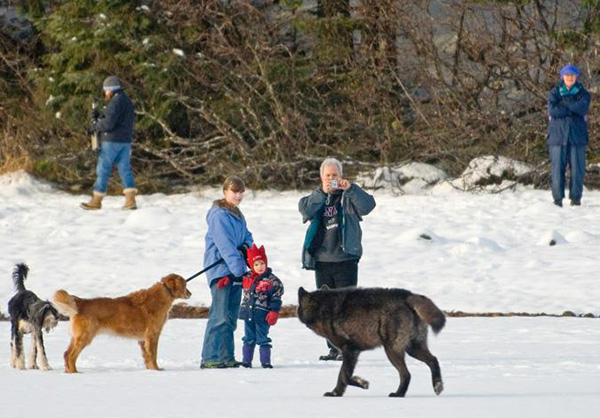 wolf-meets-dog-2