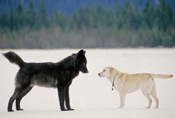 wolf-meets-dog-5