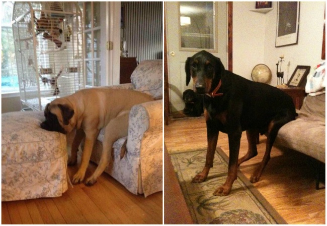 understood trained rules dogs own well way imgur lying funnymodo