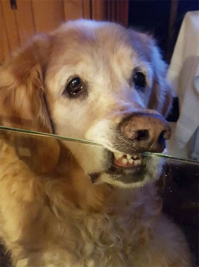 dogs trained well rules understood own way reddit