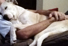 The 10 Snuggliest Dog Breeds Ever