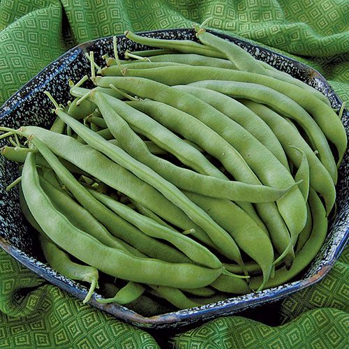 Can Dogs Eat Green Pepper Seeds Can Dogs Eat Green Pepper Seeds