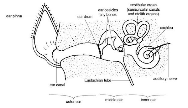 Dog Ear Chart