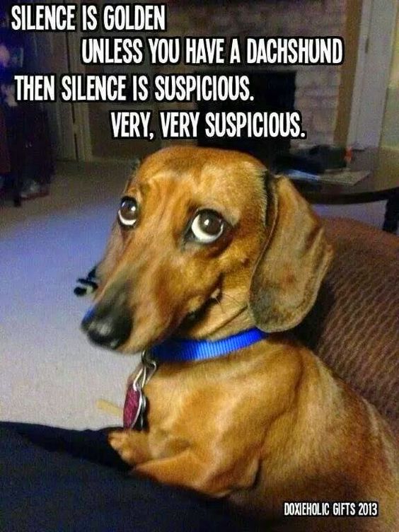 Dachshund Dog Silence Golden Meme
