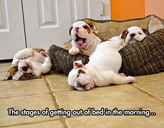 English bulldogs puppies bed meme