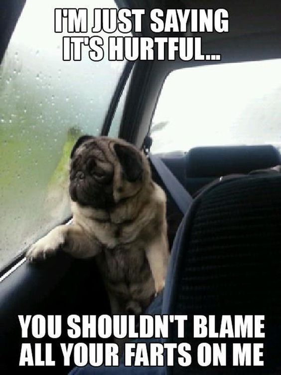 Funny Pug Jokes meme