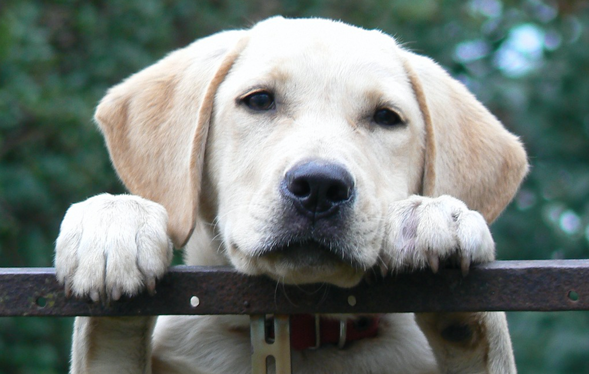 dogs with separation anxiety breeds