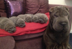 23 proud mama dogs and their insanely cute (and sometimes crazy) puppies