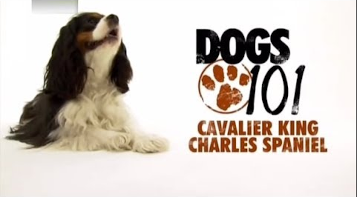Dogs 101- Cavalier King Charles Spaniel