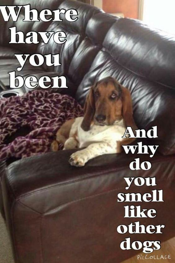 basset hound cool meme