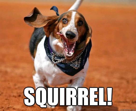 basset hound run meme