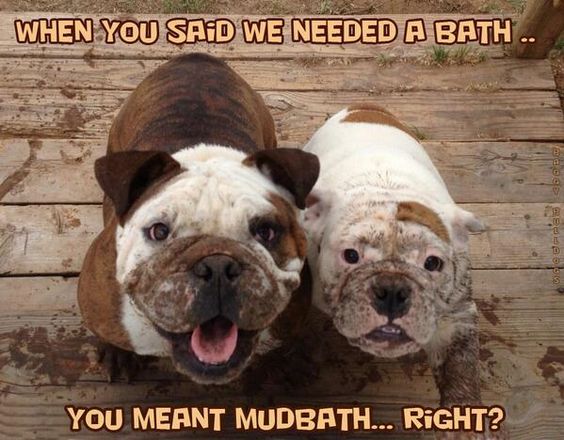 bath english bulldogs meme