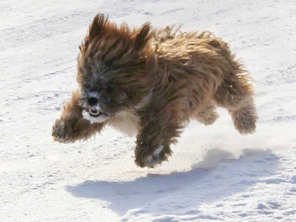 Teddy Bear Dog