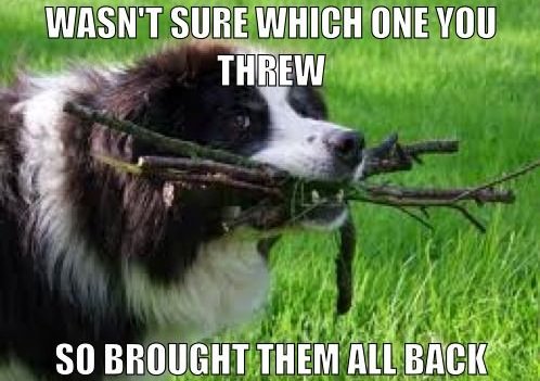 border collie meme stick