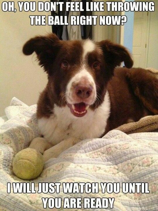 border collie meme