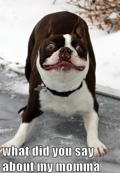 boston terrier crazy dog